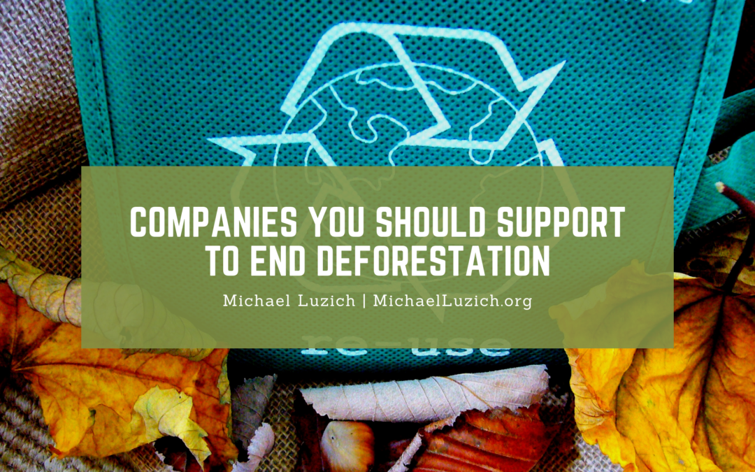 Companies You Should Support to End Deforestation