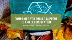 Companies You Should Support To End Deforestation