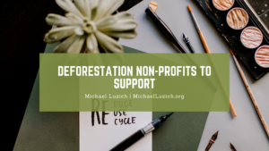 Deforestation Non Profits To Support