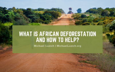 What Is African Deforestation and How to Help?